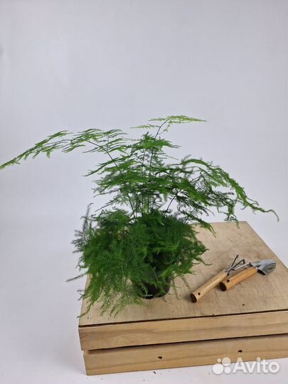 Аспарагус перистый