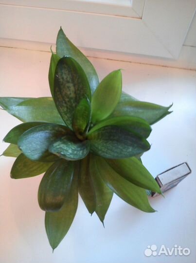 Рео, Сансевиерия