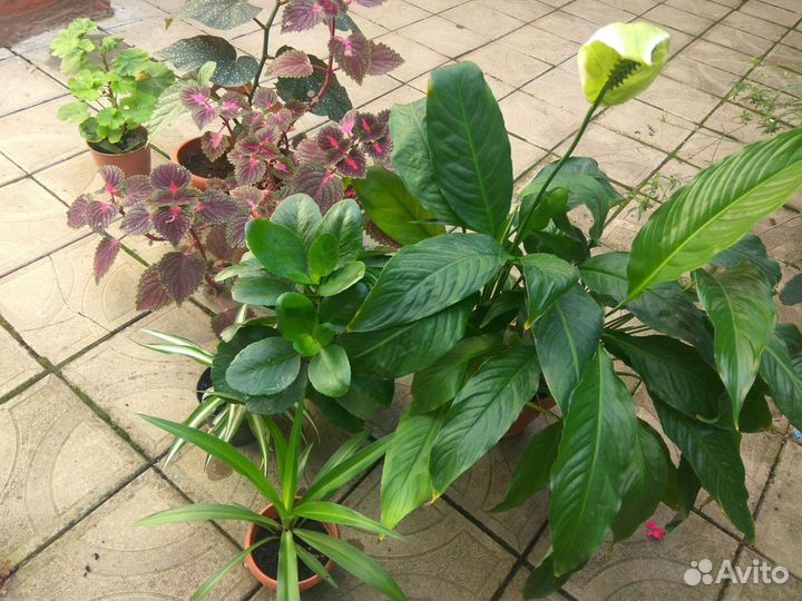 Комнатные цветы