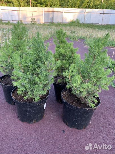 Ель сизая коника