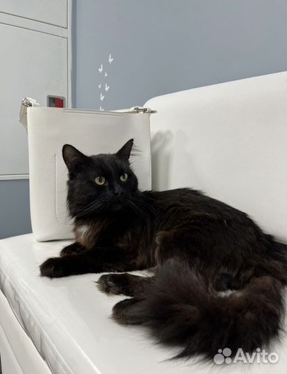 Ласковый пушистый котик ищет дом