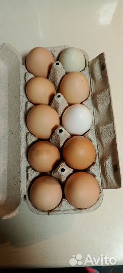 Яйца домашние