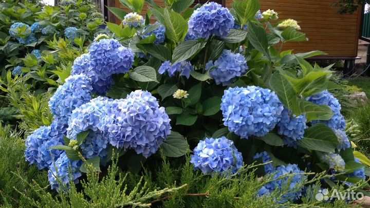 Садовые цветы и растения