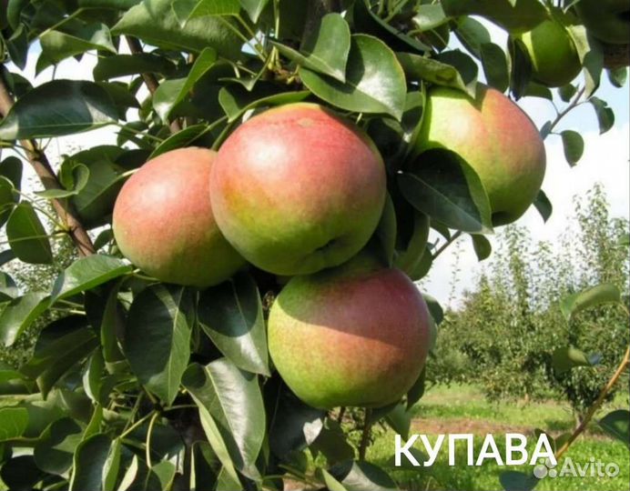 Саженцы груши