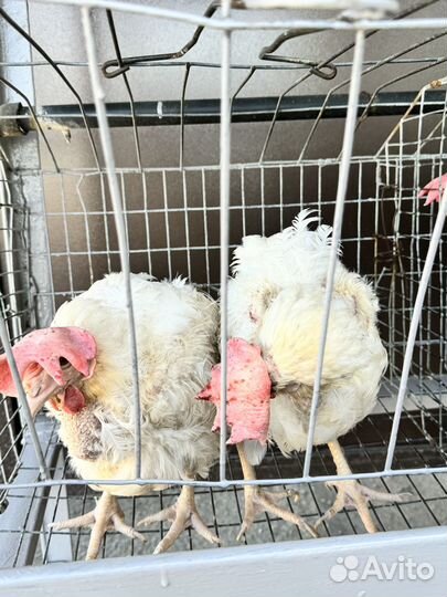 Курица несушка 