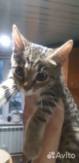 Отдадут двух красивых котят