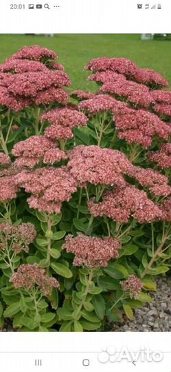 Седум очиток