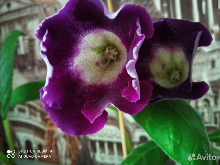 Комнатные растения цветы много