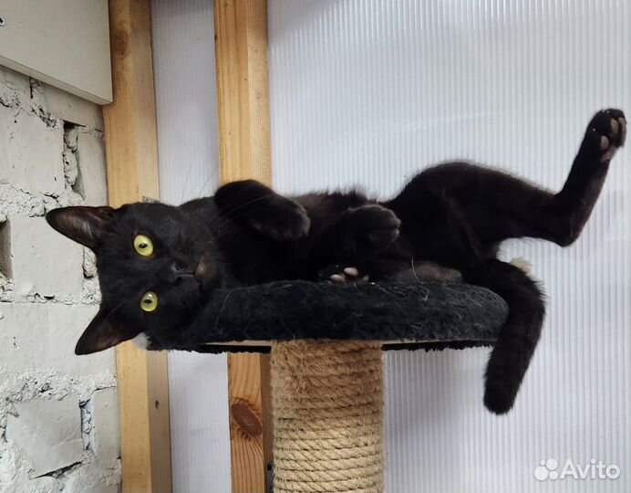 Кошка бесплатно