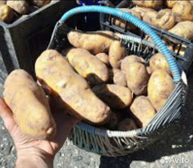 Картофель Барс