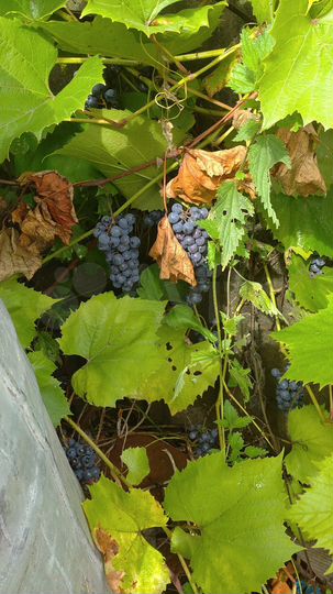 Дом 78 м² на участке 25 сот.