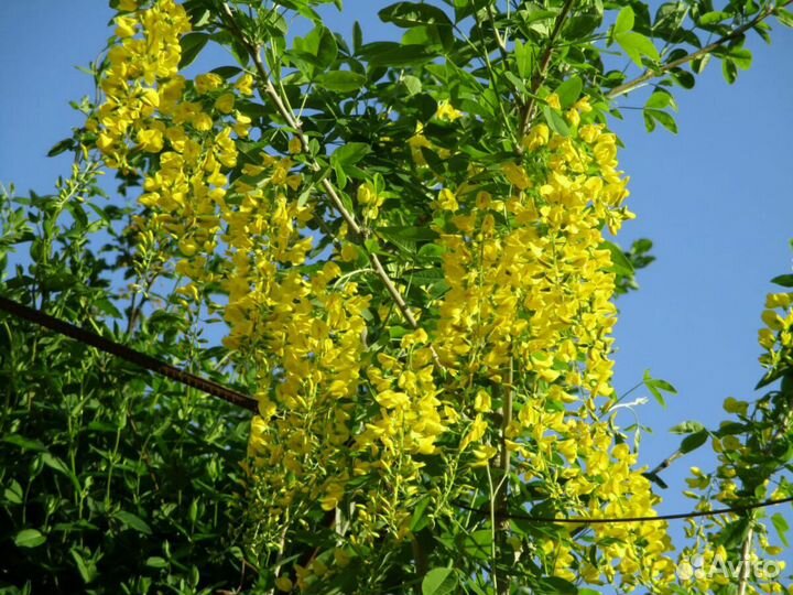 Саженцы глицинии и др.многолетние растения