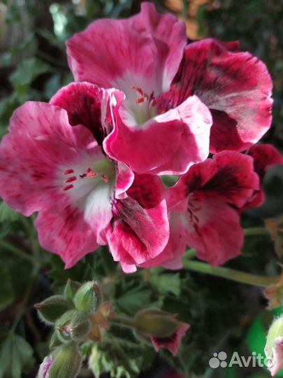 Пеларгония герань сортовая