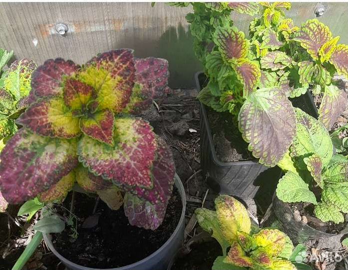 Колеус более35сор.,дев.виногр. и аихризон