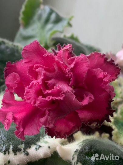 Фиалка/листовые черенки