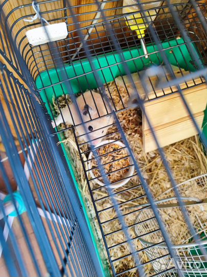 Сирийский хомяк бесплатно