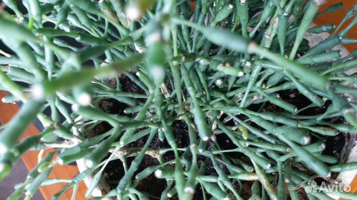 Хатиора рипсалис суккулент