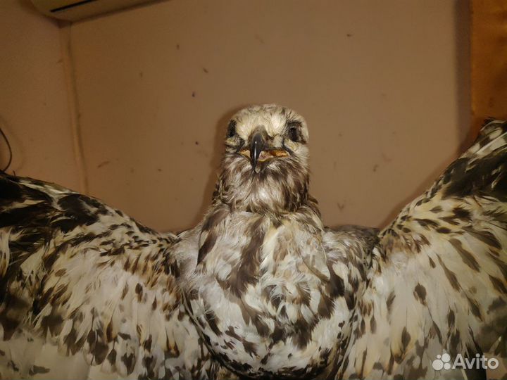 Чучело сокола