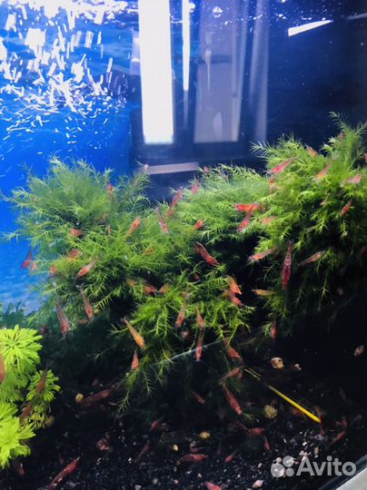 Аквариумные креветки