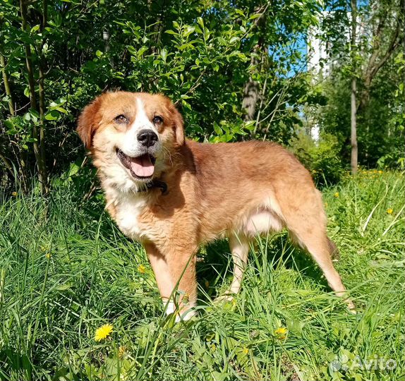 Мартину нужен дом