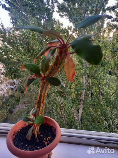 Молочай беложильчатый