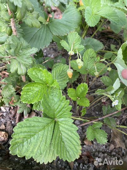 Рассада земляники Али Баба