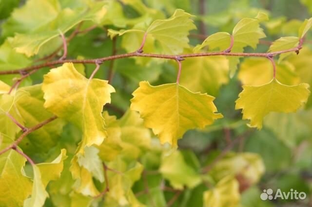 Берёза повислая Шневердингер Голдбирк