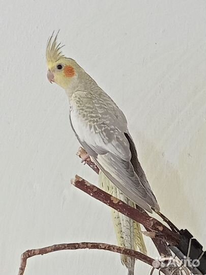 Птенцы корелла