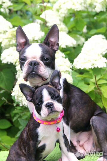 Бостон терьер