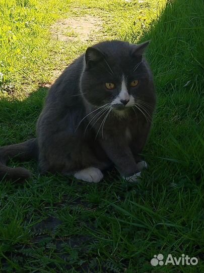 Отдам кота в добрые руки