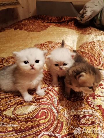 Персидские котята, шиншиллы объявление продам
