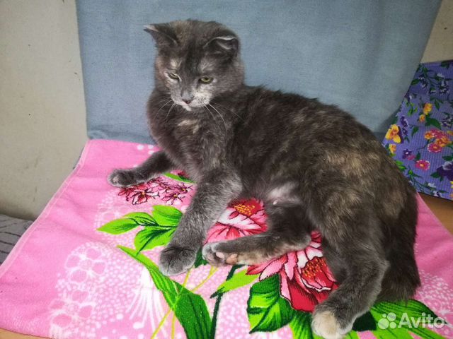 Кошка в самые заботливые руки