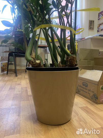 Замиокулькас