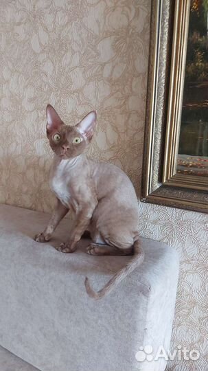Кот девон-рекс