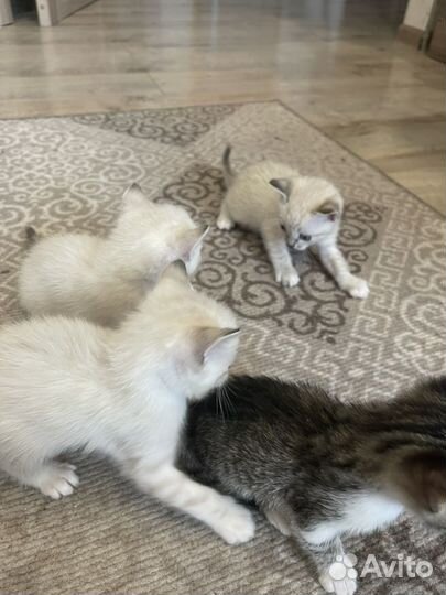 Бенгальская кошка бесплатно