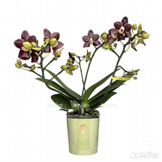 Фаленопсис аристо панк, 9/40, 4 ствольный