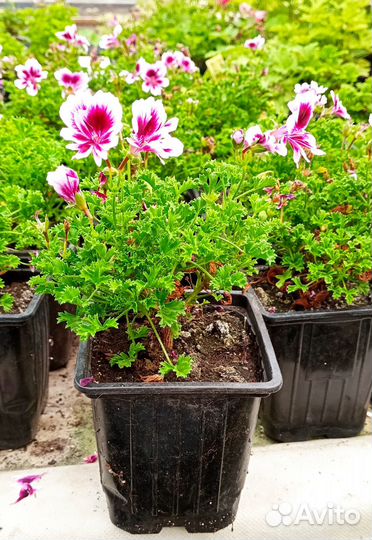 Пеларгония ангел Michail - молодое растение горшок