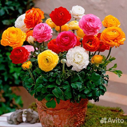 Лютик азиатский смесь окрасок 10 шт