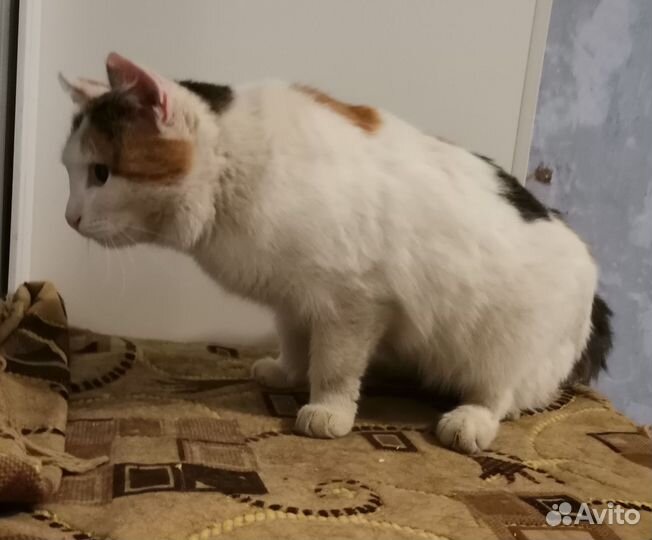 Кошка хочет домой