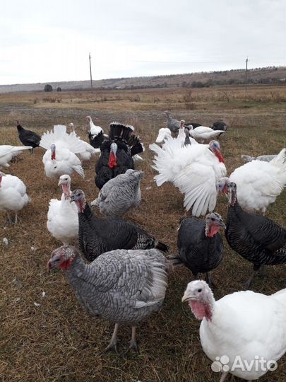 Мясо индюка