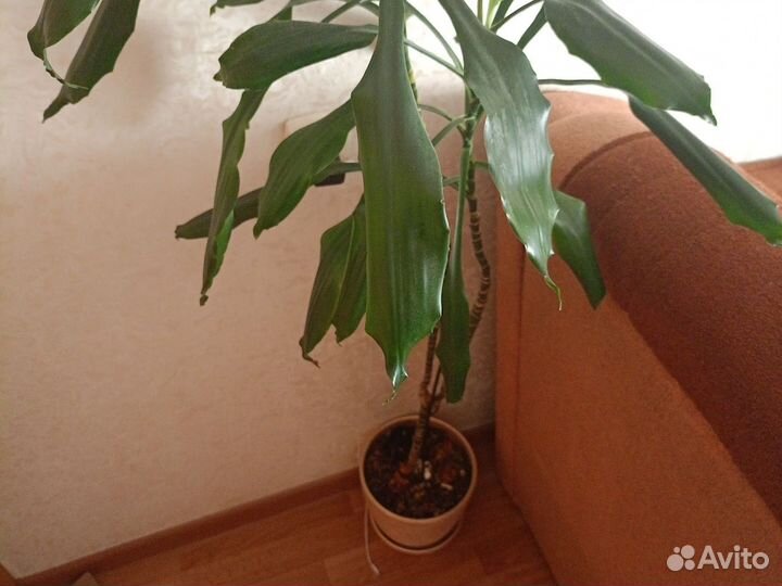 Комнатные цветы