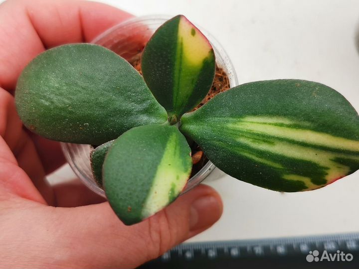 Crassula Solana