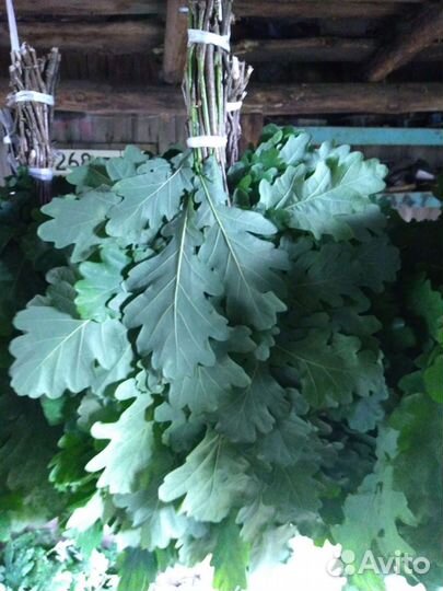 Веники дубовые банные