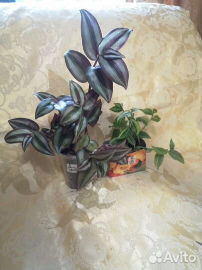 Пилея, традисканция, алиссум,плющ, гипоэстос