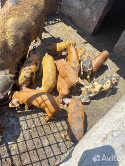 Овцы и поросята