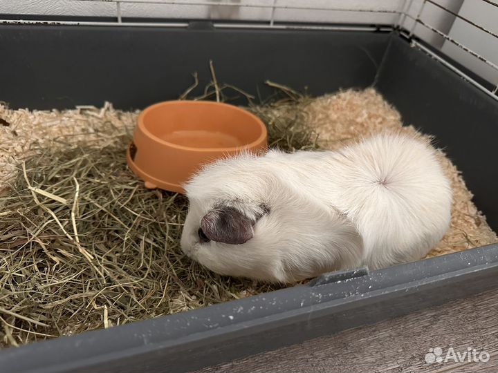 Морская свинка с клеткой