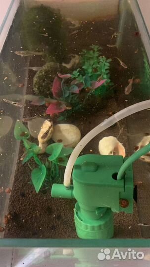 Гуппи мальки