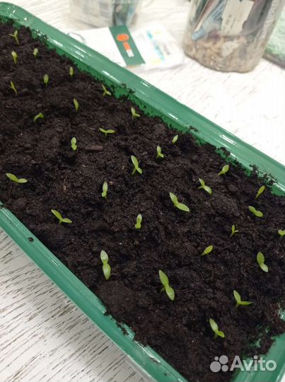 Рассада питахайи