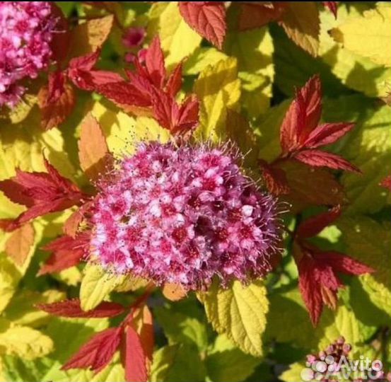 Спирея японская