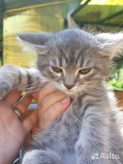 Котодети в добрые руки